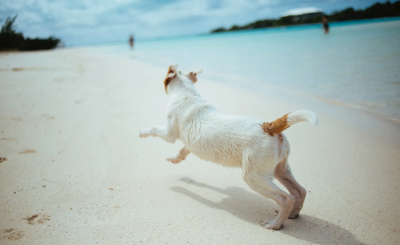 Dog Running on the beach